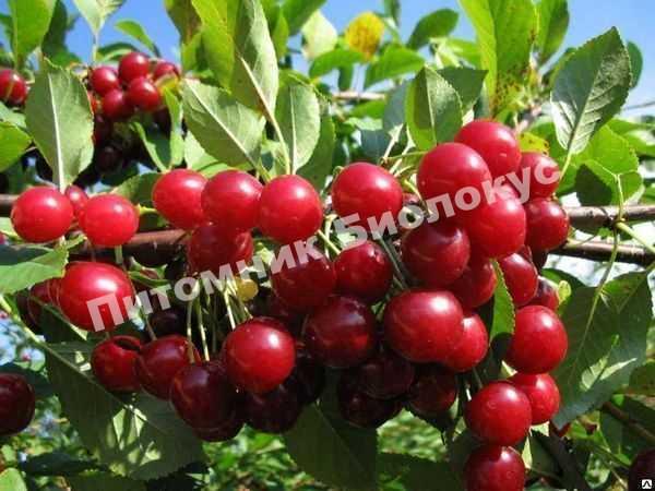 Вишня Изобильная