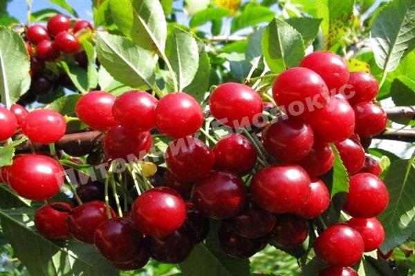 Вишня Калитвянка