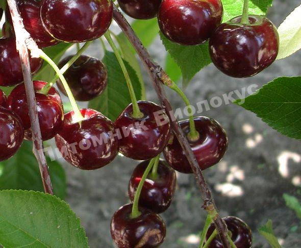 Вишня Ксения