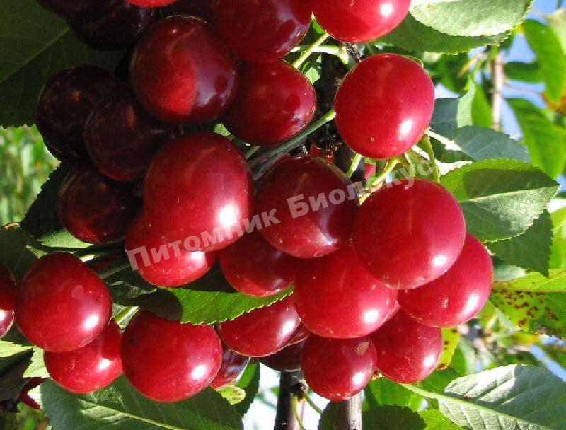 Вишня Лебедянская