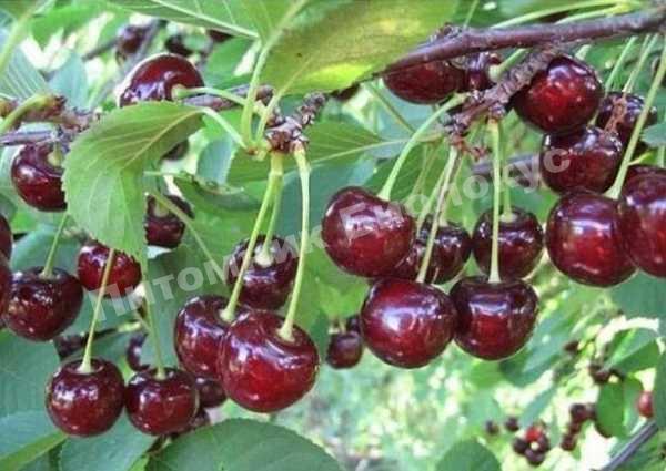 Вишня Мценская