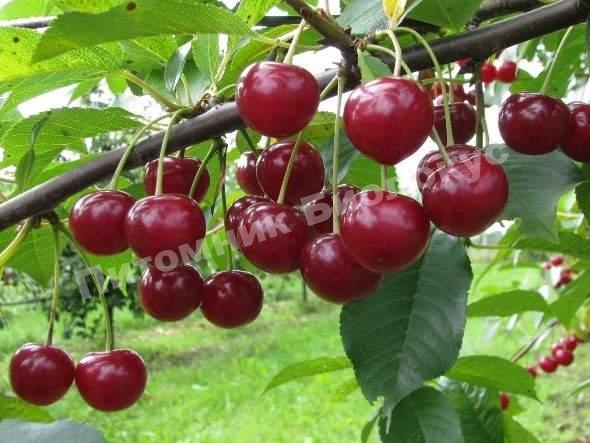 Вишня Метеор