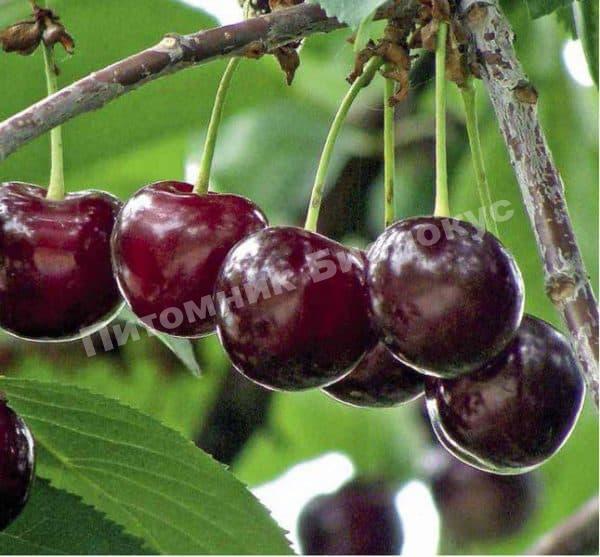 Вишня Морель Брянская