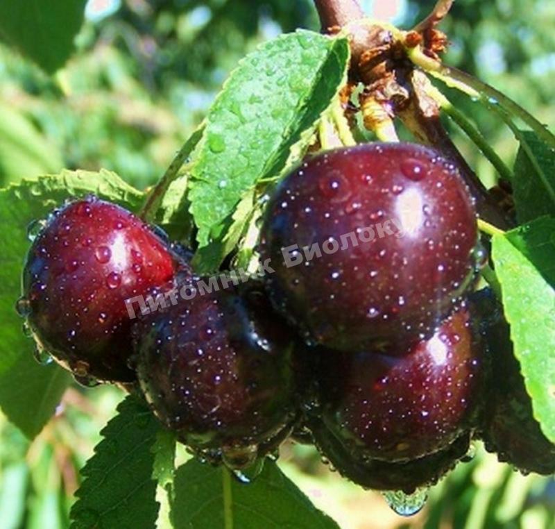 Вишня Ночка