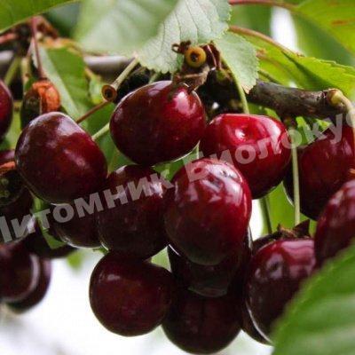 Вишня Новодродская