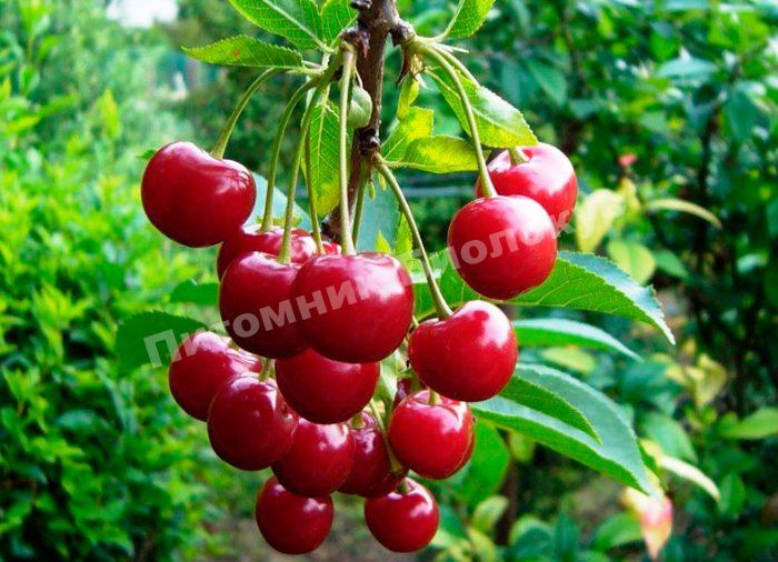 Вишня Орколея