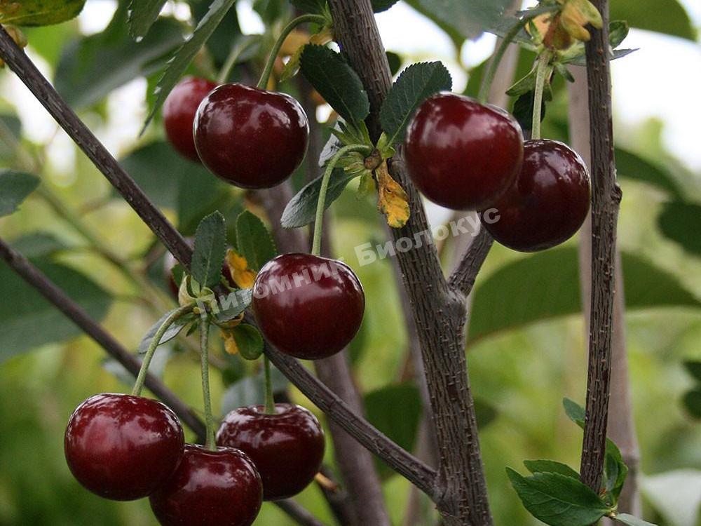 Вишня Память Еникеева