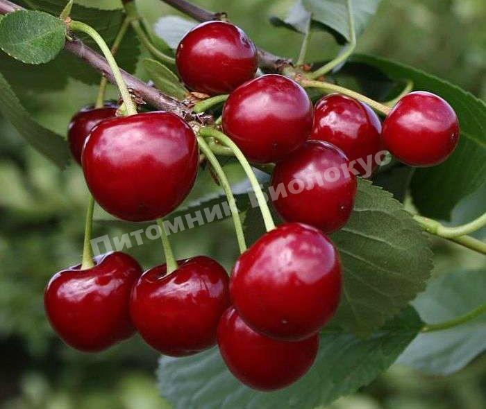 Вишня Памяти Вавилова