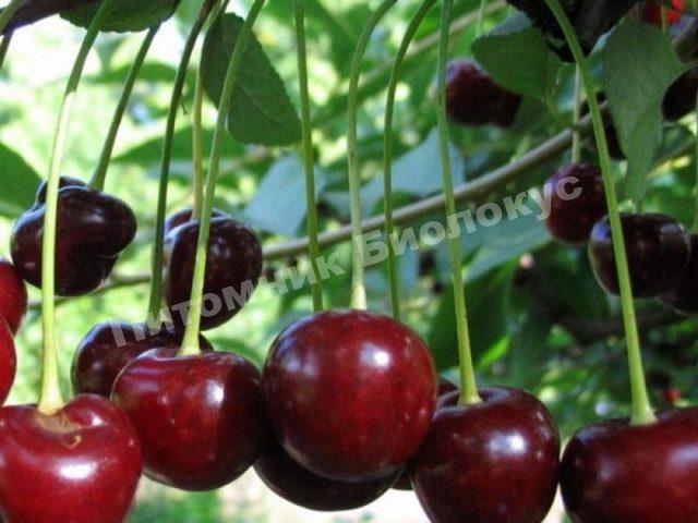 Вишня Путинка