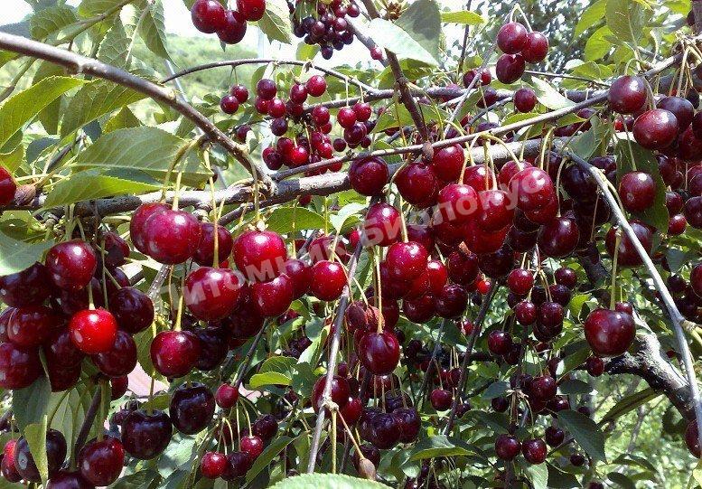 Вишня Шпанка