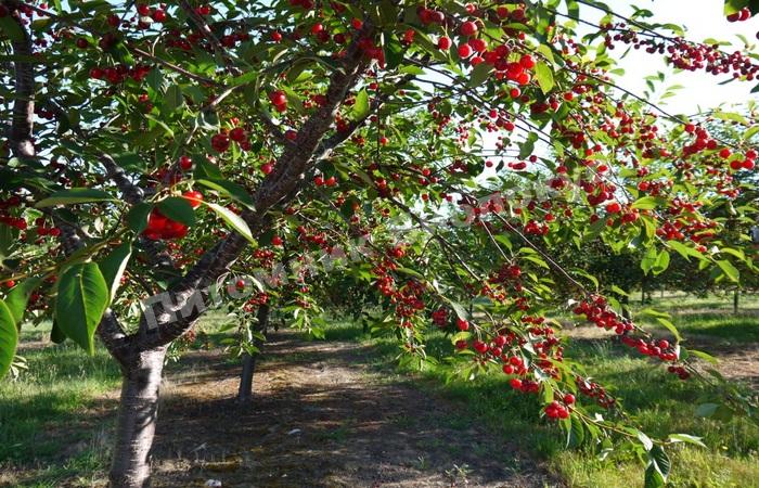 Вишня Тургеневка