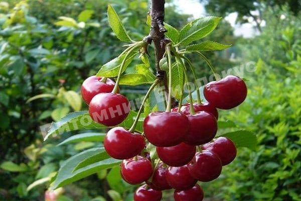 Вишня Вечерняя заря