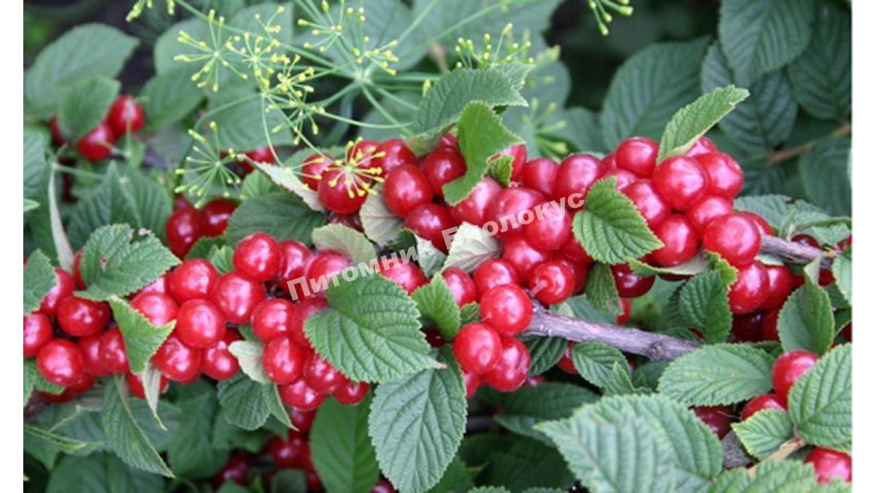 Вишня войлочная Алиса