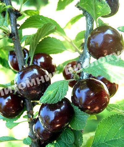 Вишня войлочная Даманка