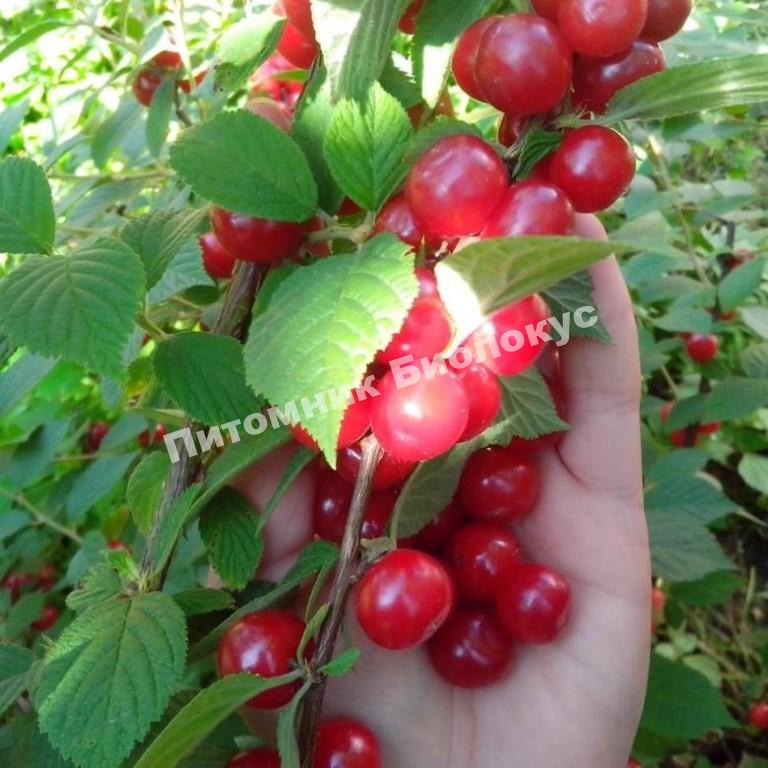 Вишня войлочная Детская