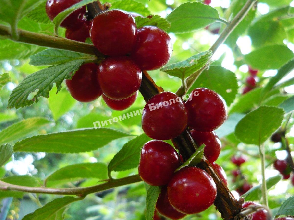 Вишня войлочная Лето