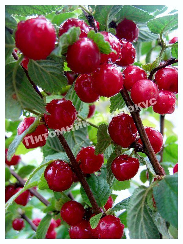 Вишня войлочная Мечта