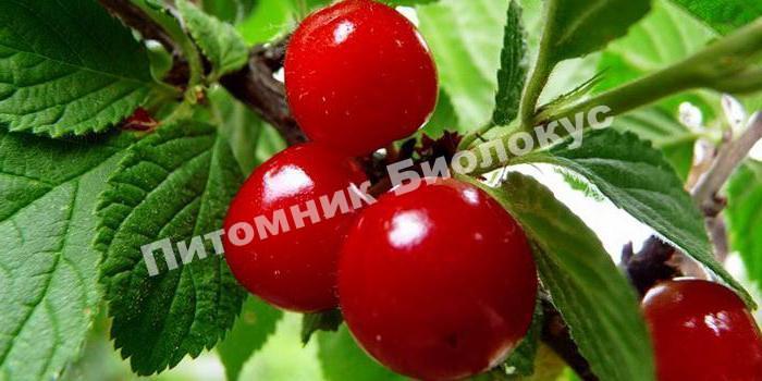 Вишня войлочная Натали