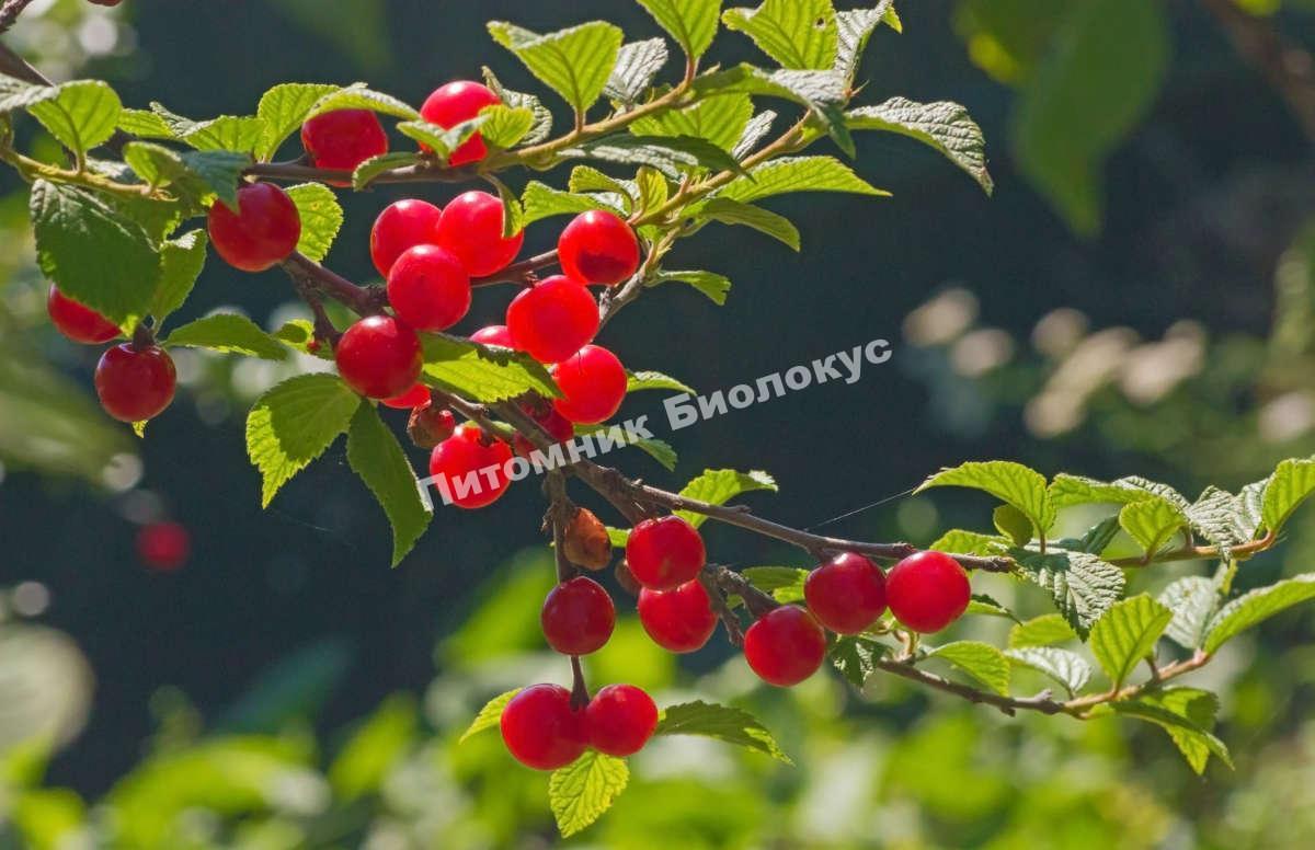 Вишня войлочная Огонек