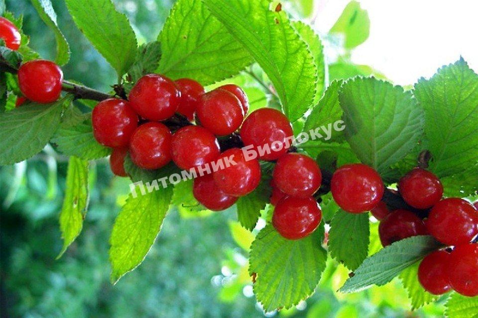 Вишня войлочная Пионерка