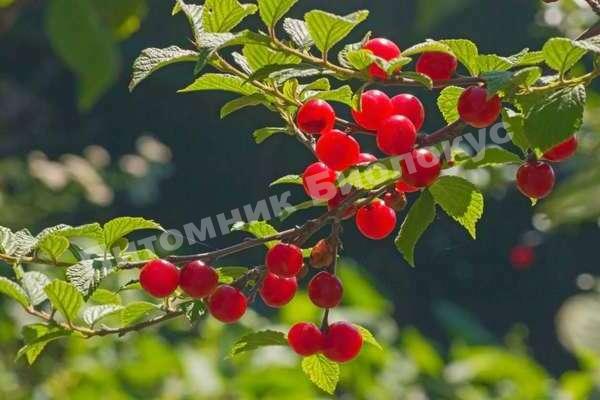 Вишня войлочная Салют