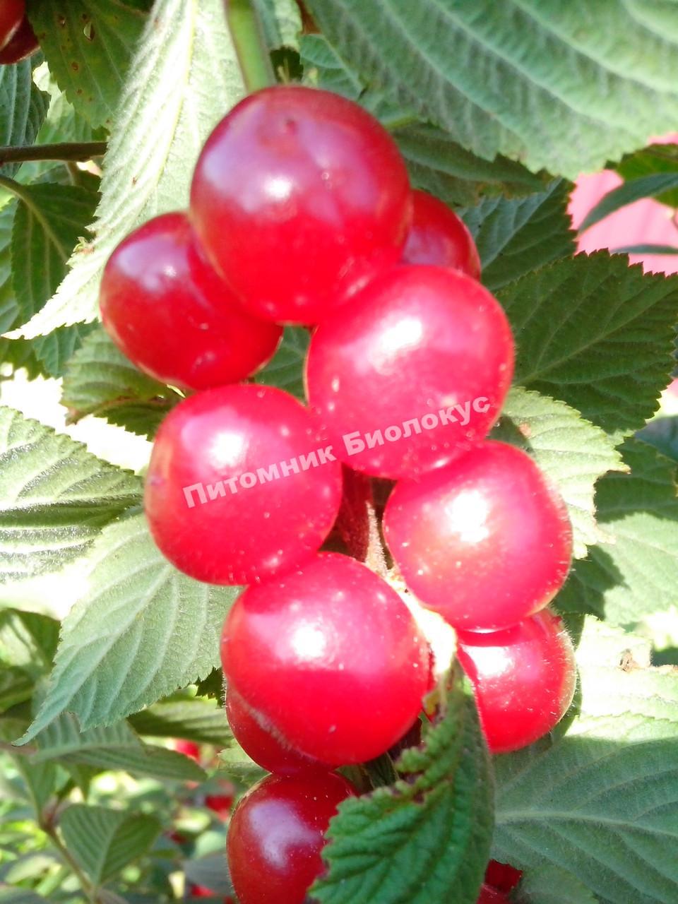 Вишня войлочная Сказка