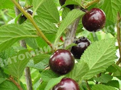 Вишня войлочная Смуглянка восточная