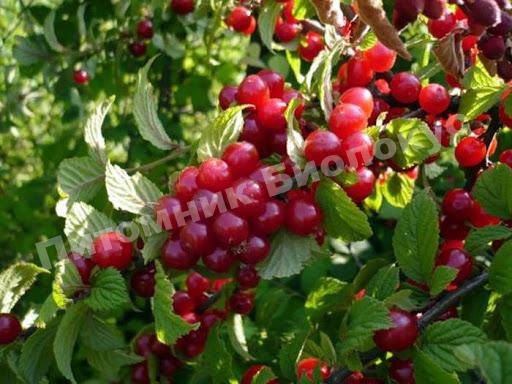 Вишня войлочная Томентоза