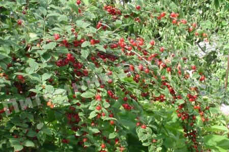 Вишня войлочная Триана