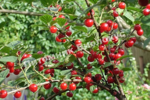 Вишня войлочная Царевна