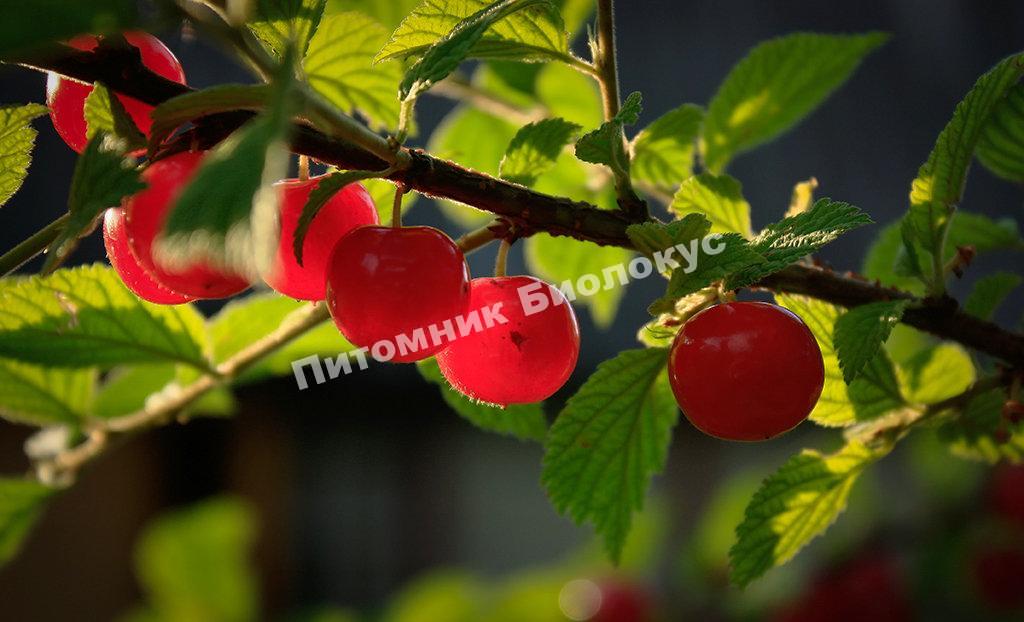 Вишня войлочная Утро