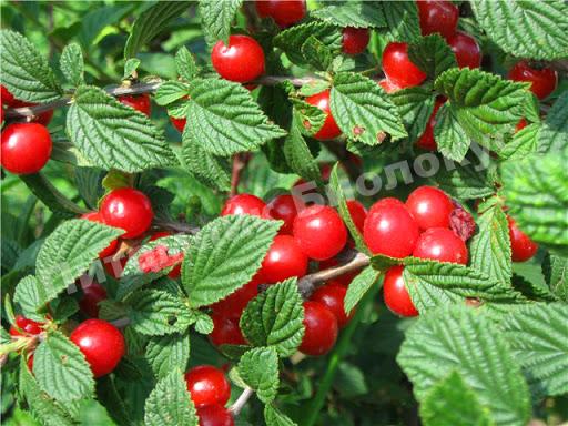 Вишня войлочная Восточная