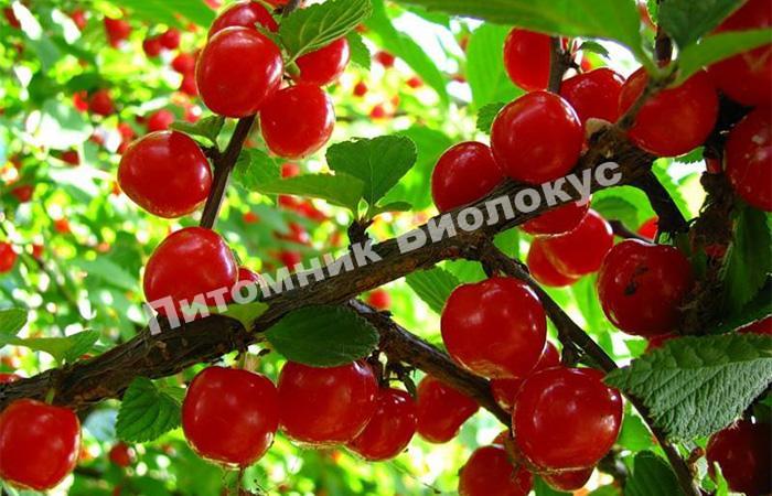 Вишня войлочная Восторг