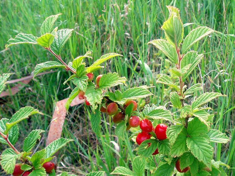 Вишня войлочная Юбилейная