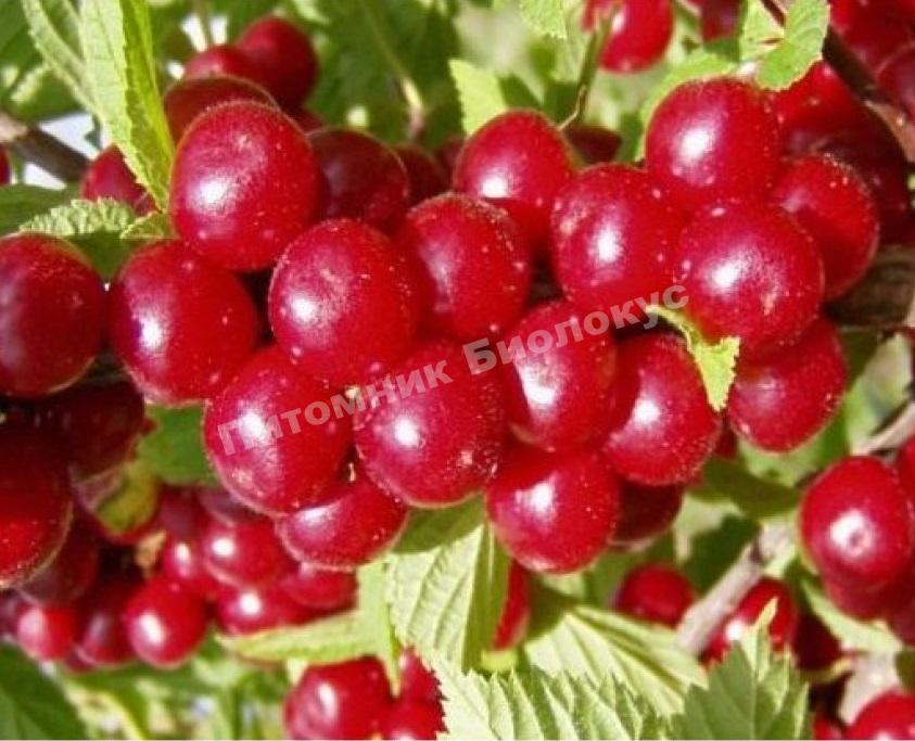 Вишня колоновидная Восторг