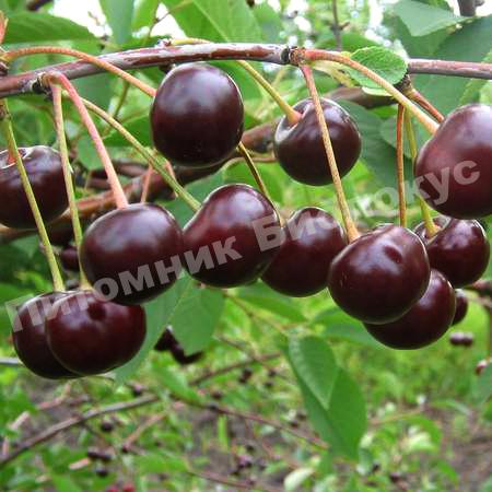 Вишня Загорьевская