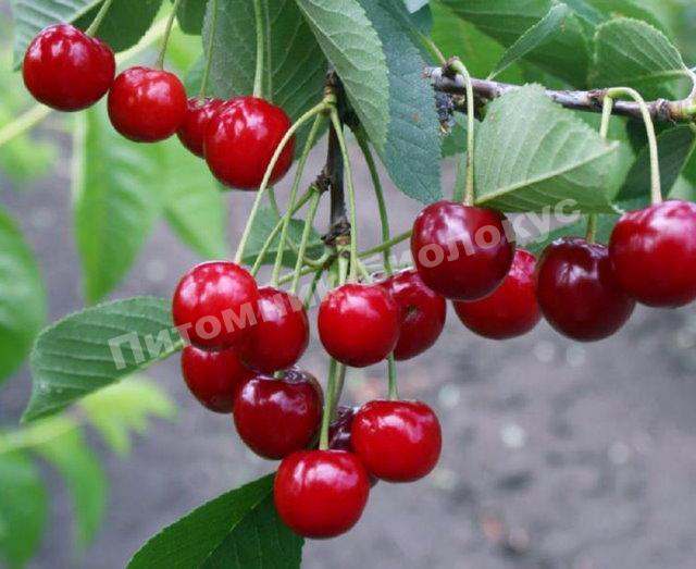 Вишня Заранка