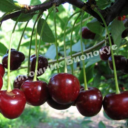 Вишня Жуковская