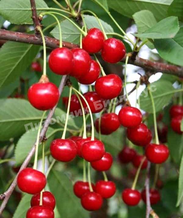 Вишня Звездочка