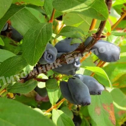 Жимолость камчатская Войтек