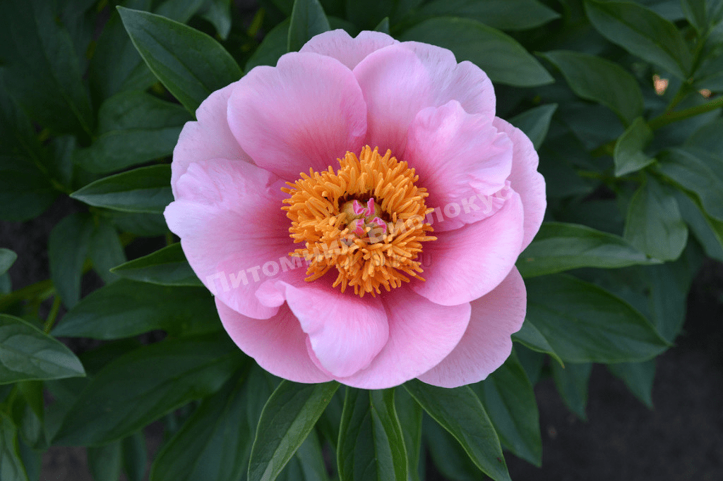 Пион травянистый Софт Салмон Сосер