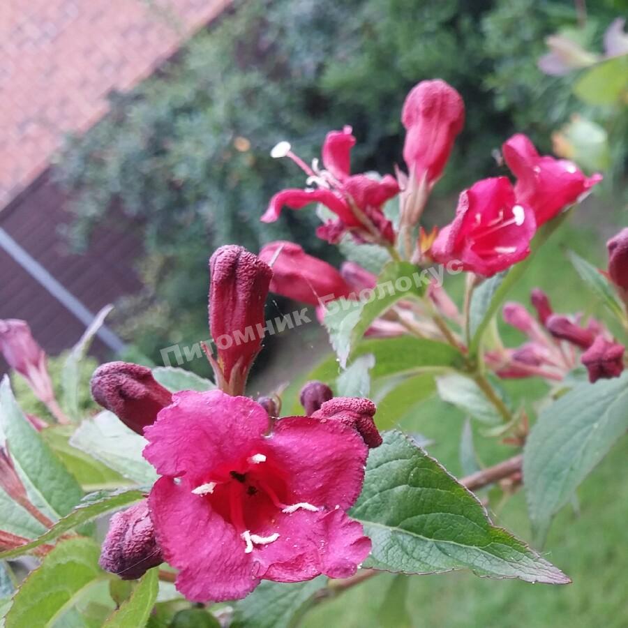 Вейгела цветущая Виктория