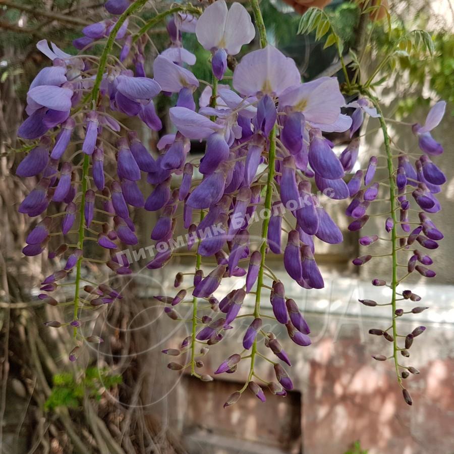 Глициния обильно цветущая Людвиг Лавин
