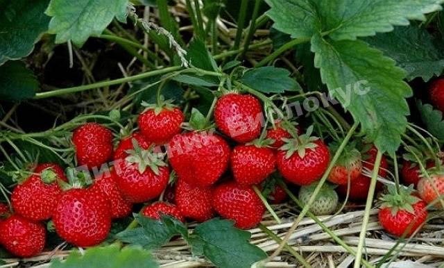 Клубника Холидей