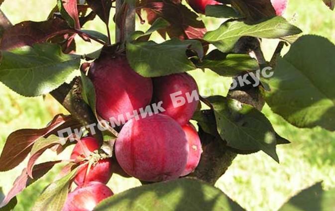 Алыча Пурпуровая