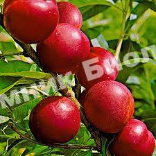 Алыча Михальчик