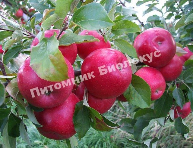 Яблоня Айдаред