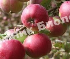Яблоня Анис