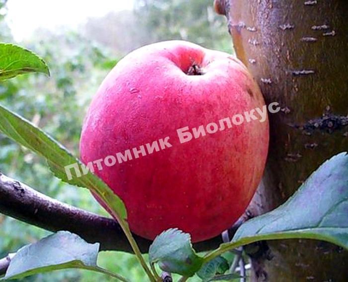 Яблоня Афродита