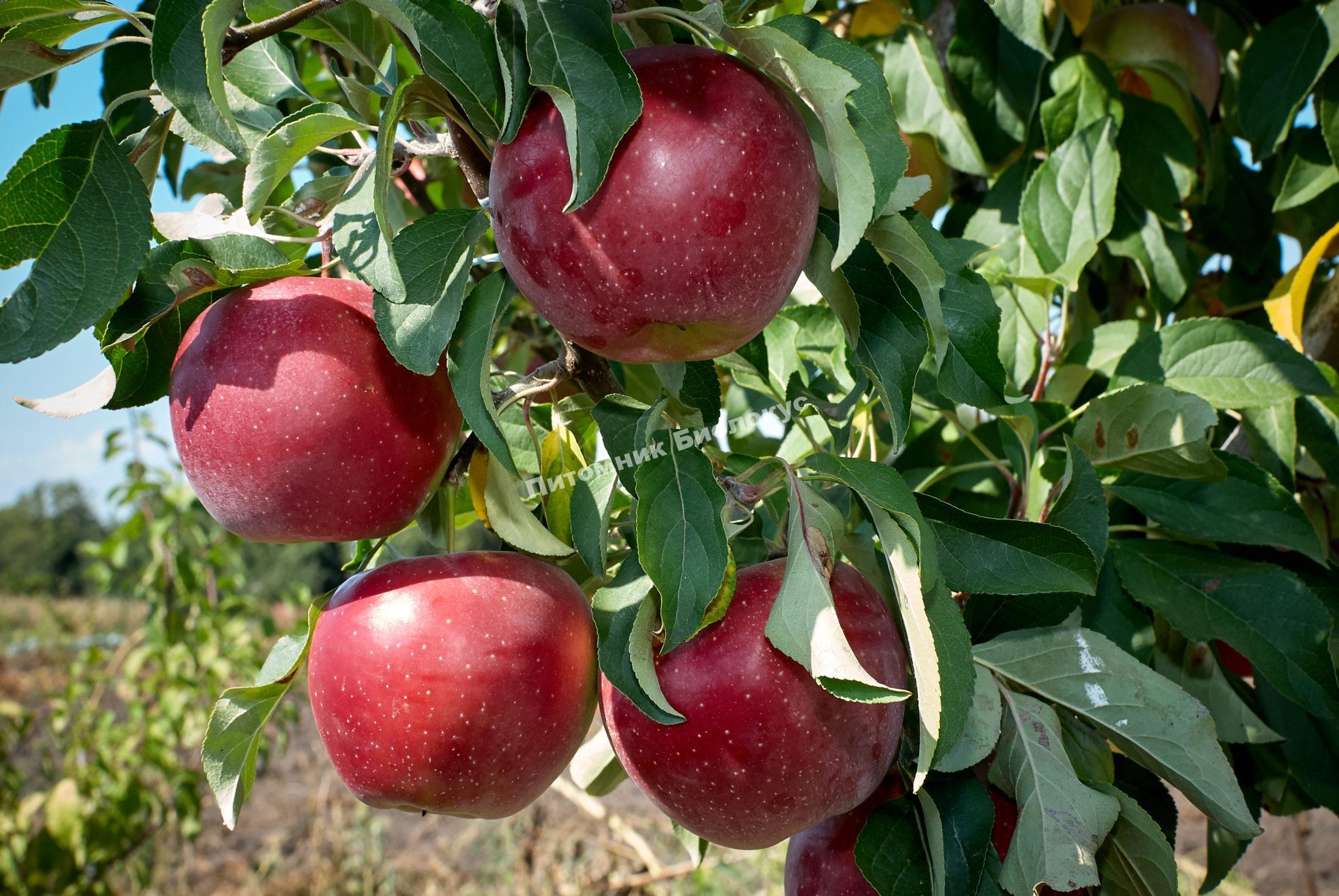 Яблоня Олеся